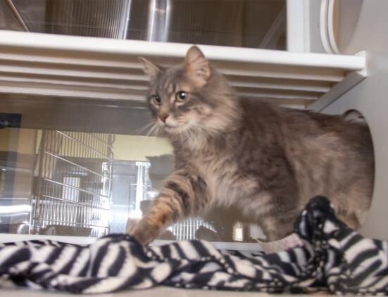 Last week's pet, still available: Emmett